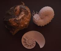 Fossil ammonite along with 3D-printed computer reconstructions showing internal and external morphology.
