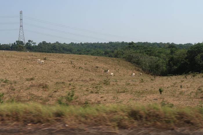 The Amazon rainforest