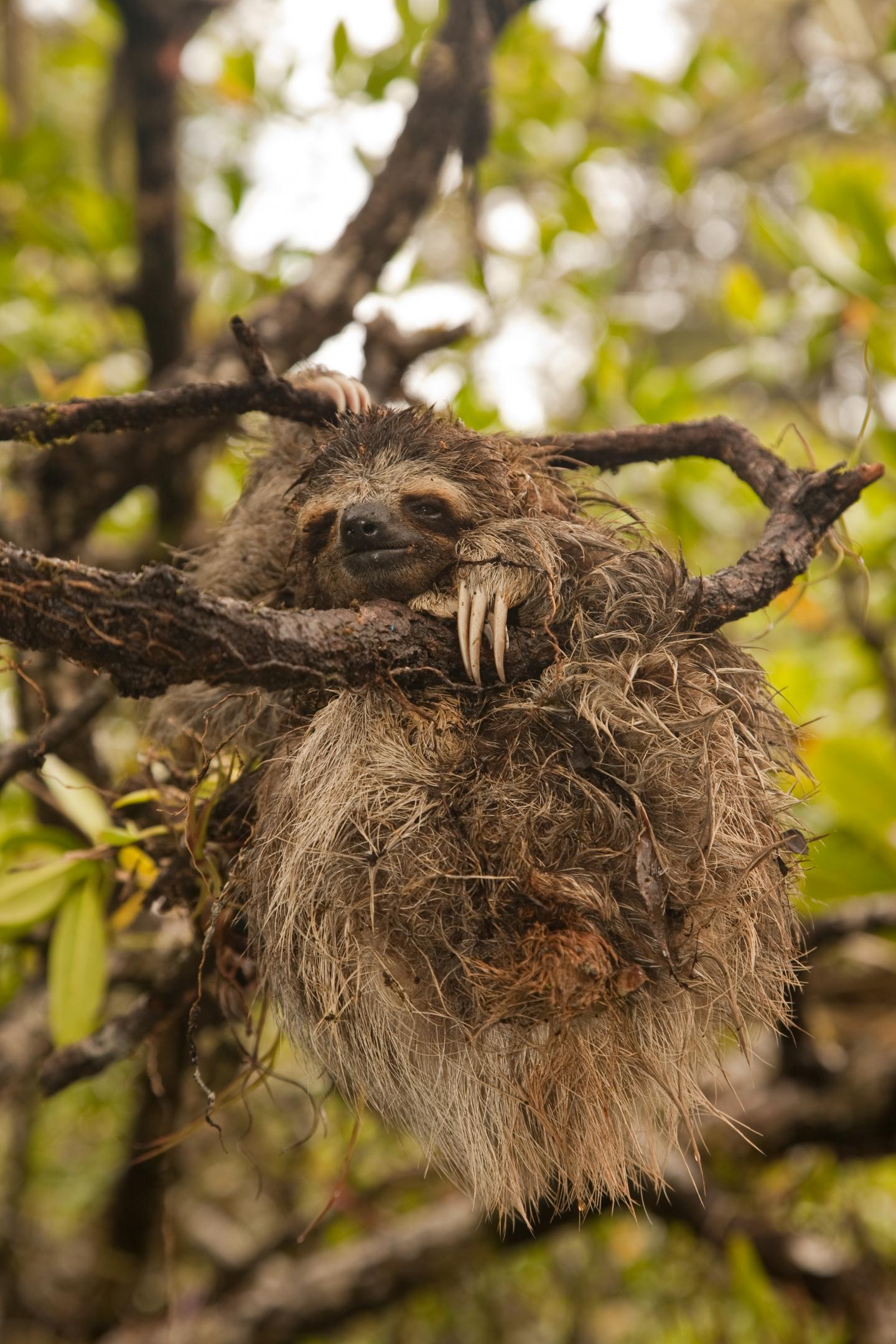 Pygmy Three-Toed Sloth