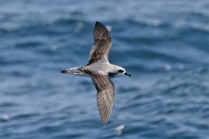 Cook's Petrel