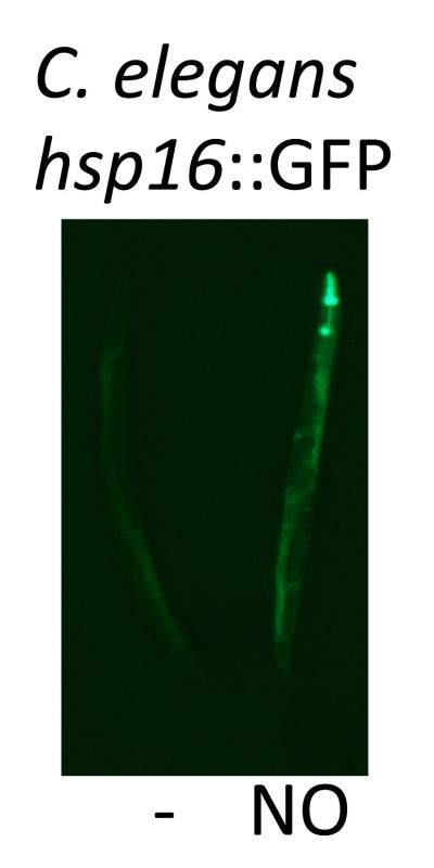 <i>C. elegans</i> hsp 16::GFP