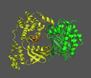 animation of KIN10 - GRIK1 interaction