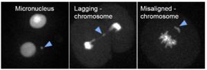 Assessing the impact of ovulation-inducing drugs on the chromosome segregation of eggs
