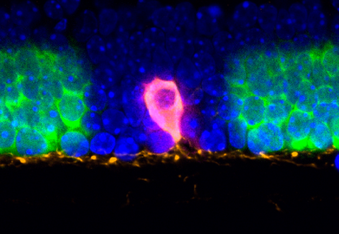 Barcoded dopaminergic amacrine cell (DAC) in the mouse retina