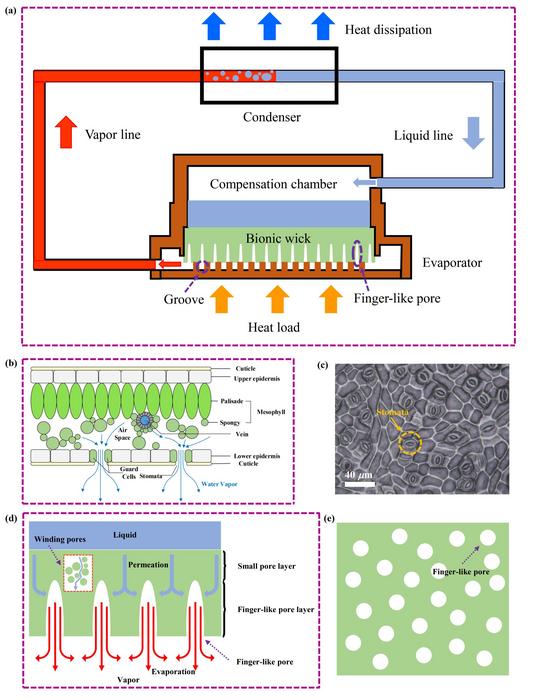 Superior Heat and Mass Transfer Performance of Bionic Wick with Finger-like Pores Inspired by the Stomatal Array of Natural Leaf