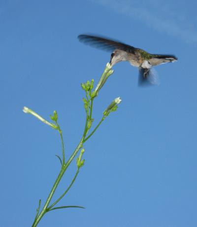<i>Nicotiana attenuata</i> and Hummingbirds