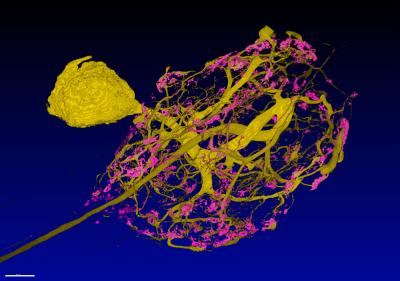 Motor Neuron of Crab