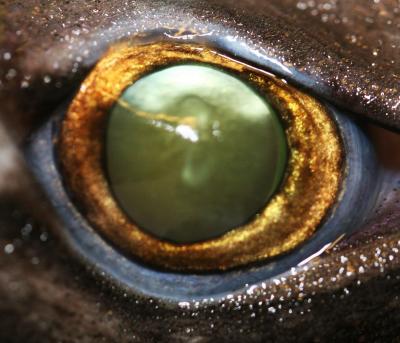 Lanternshark Eye