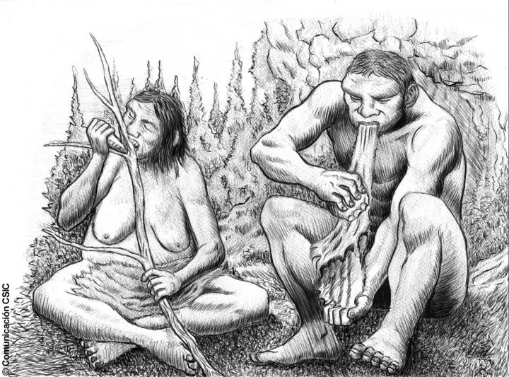 Sexual Division of Labor in Neanderthal Groups