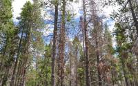 Photo of Dead Mature Lodgepole Pines as a Result of the Beetle Epidemic