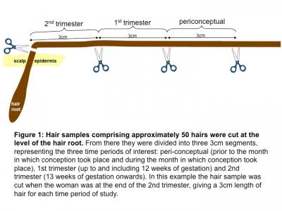 Hair Sampling Method
