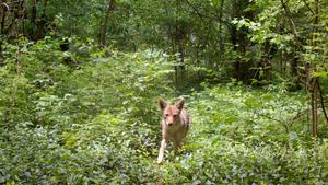 Forest Park coyote