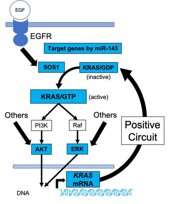 Figure 2. The entire KRAS signaling network.