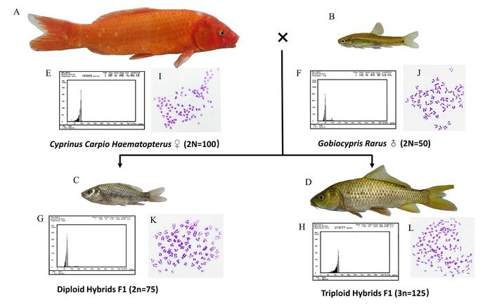 GENERATION OF DIPLOID AND TRIPLOID HYBRIDS BY CROSSING FEMALE KOC WITH MALE GR.