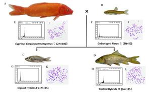 GENERATION OF DIPLOID AND TRIPLOID HYBRIDS BY CROSSING FEMALE KOC WITH MALE GR.