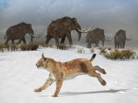 Meet the First-Ever Iberian Lynx on the Iberian Peninsula
