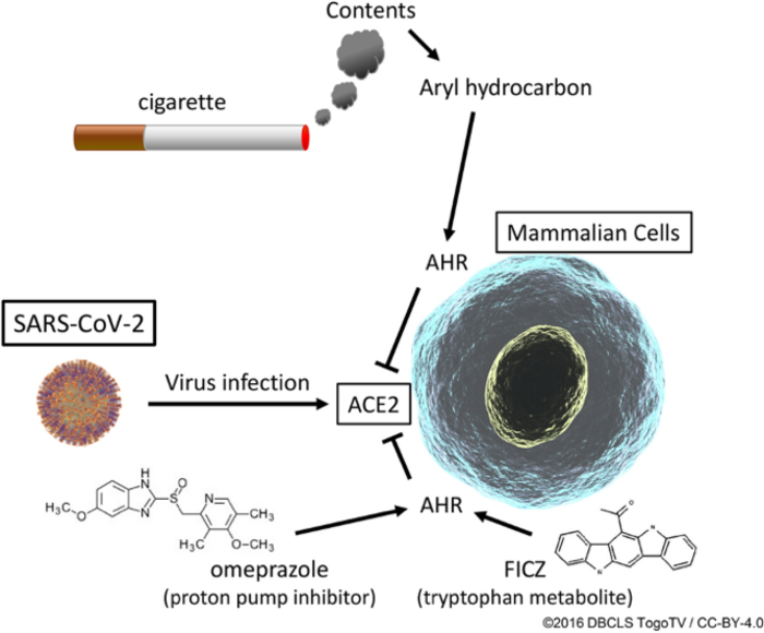 Schematic representation of effects of AHR agonists