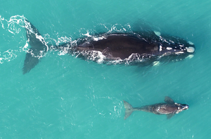 Mother with calf