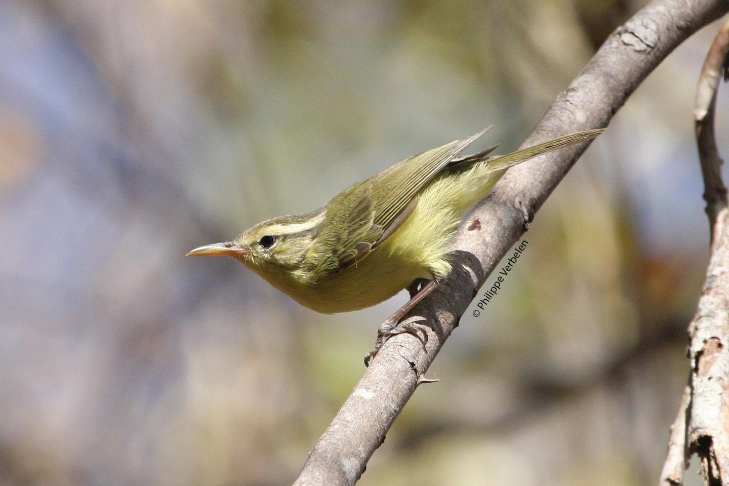 Rote Leaf Warbler 2