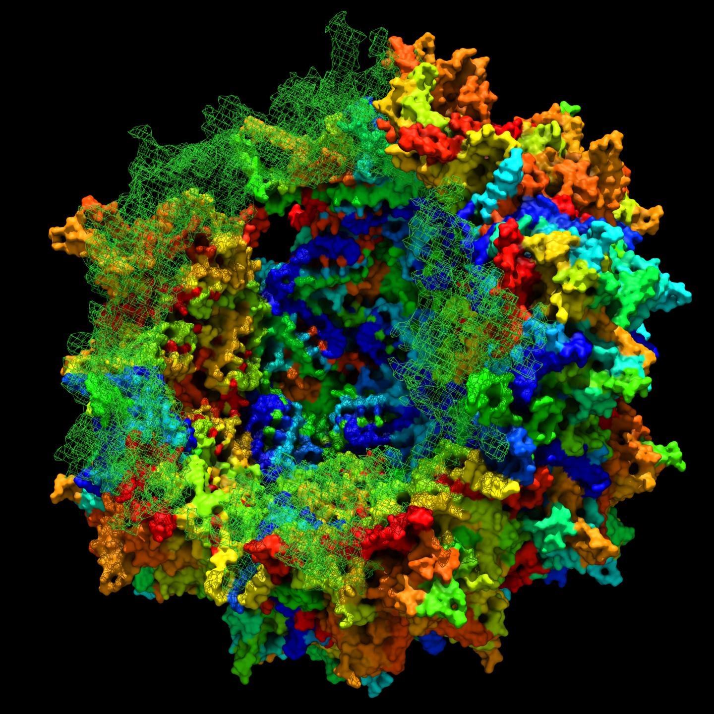 Virus with Ancestral Sequence Reconstruction