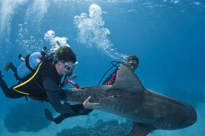 Underwater Release of 1 of the Tiger Sharks with 2 of the Authors