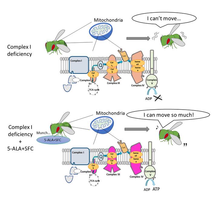 How 5-ALA+SFC helps mitochondria bypass CI deficiency.