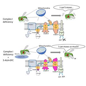 How 5-ALA+SFC helps mitochondria bypass CI deficiency.