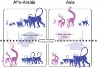 A Filter That Shaped Evolution of Primates in Asia (2 of 3)