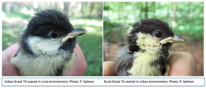 Rural and Urban Great Tit Next to Each Other