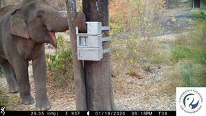 Elephant Solves Food Puzzlebox