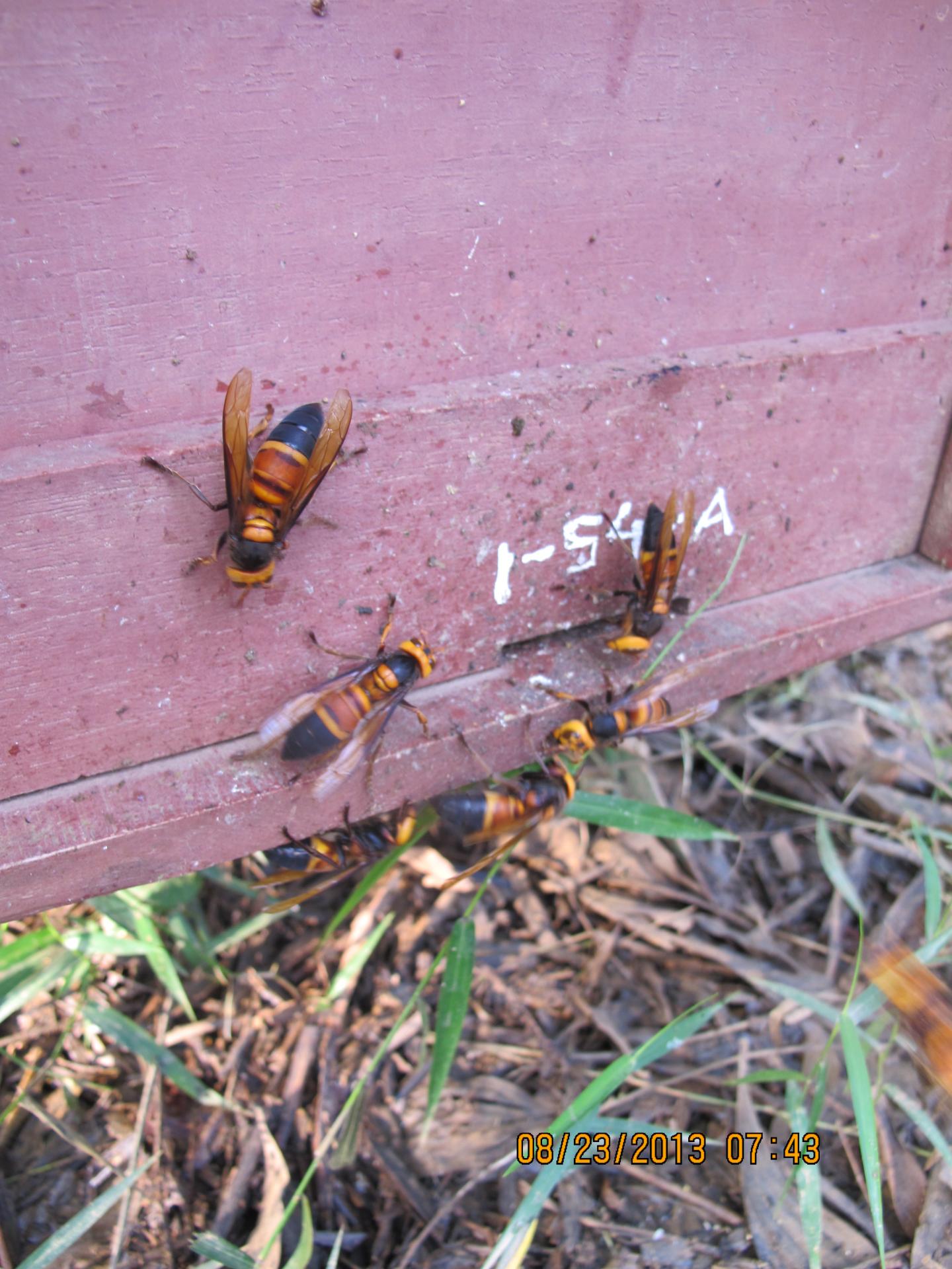 Giant hornets at the entrance to a hive