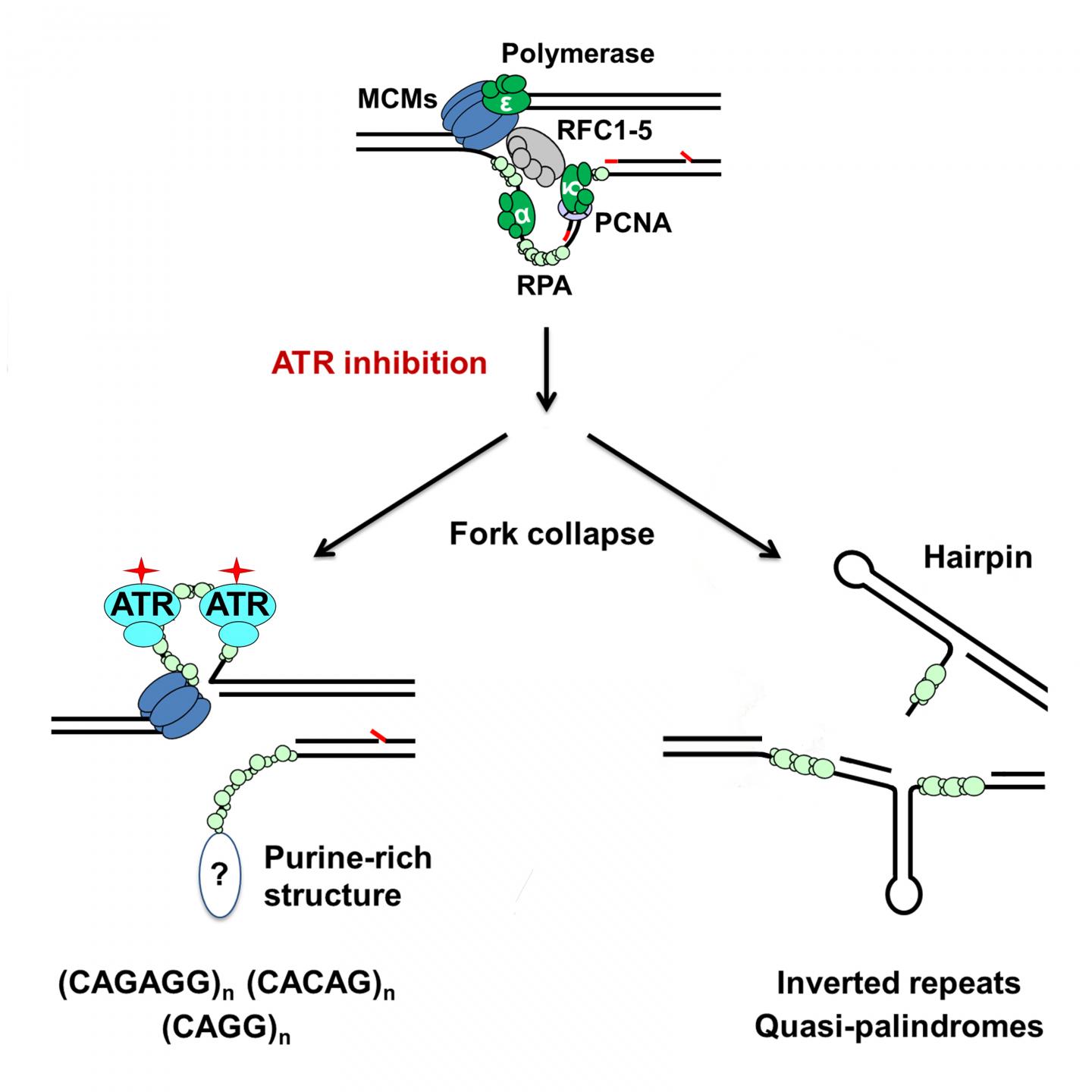 Analysis reveals genomic effects of a new can EurekAlert!