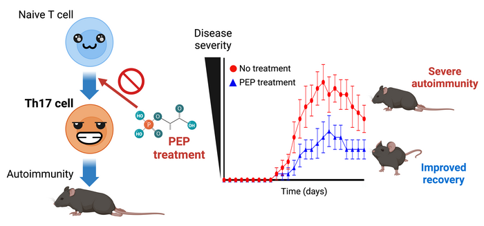 Diagram showing the results of mice that were treated with PEP