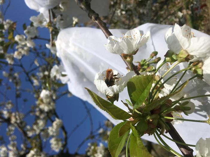 Mason bee