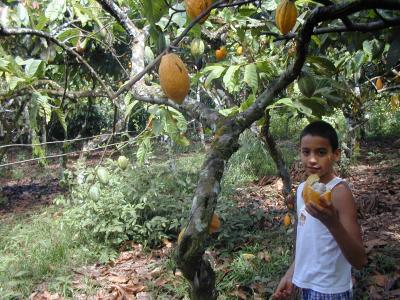Child and Cacao