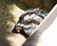 African Crested Rat (2 of 2)