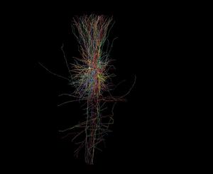 Rotating reconstruction of neurons