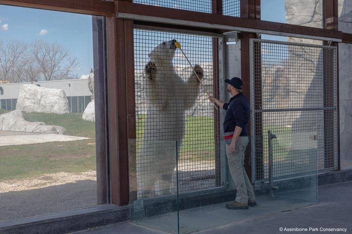 Polar bear training