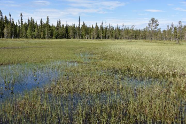 Northern Peatlands