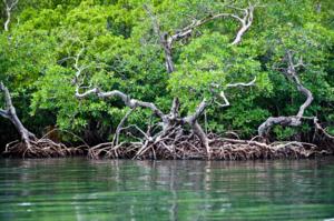 Mangroves5-resized