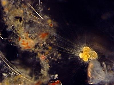 Planktonic Foraminifera