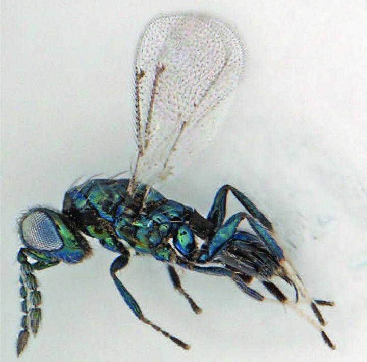 <I>Pediobius cajanus</I>