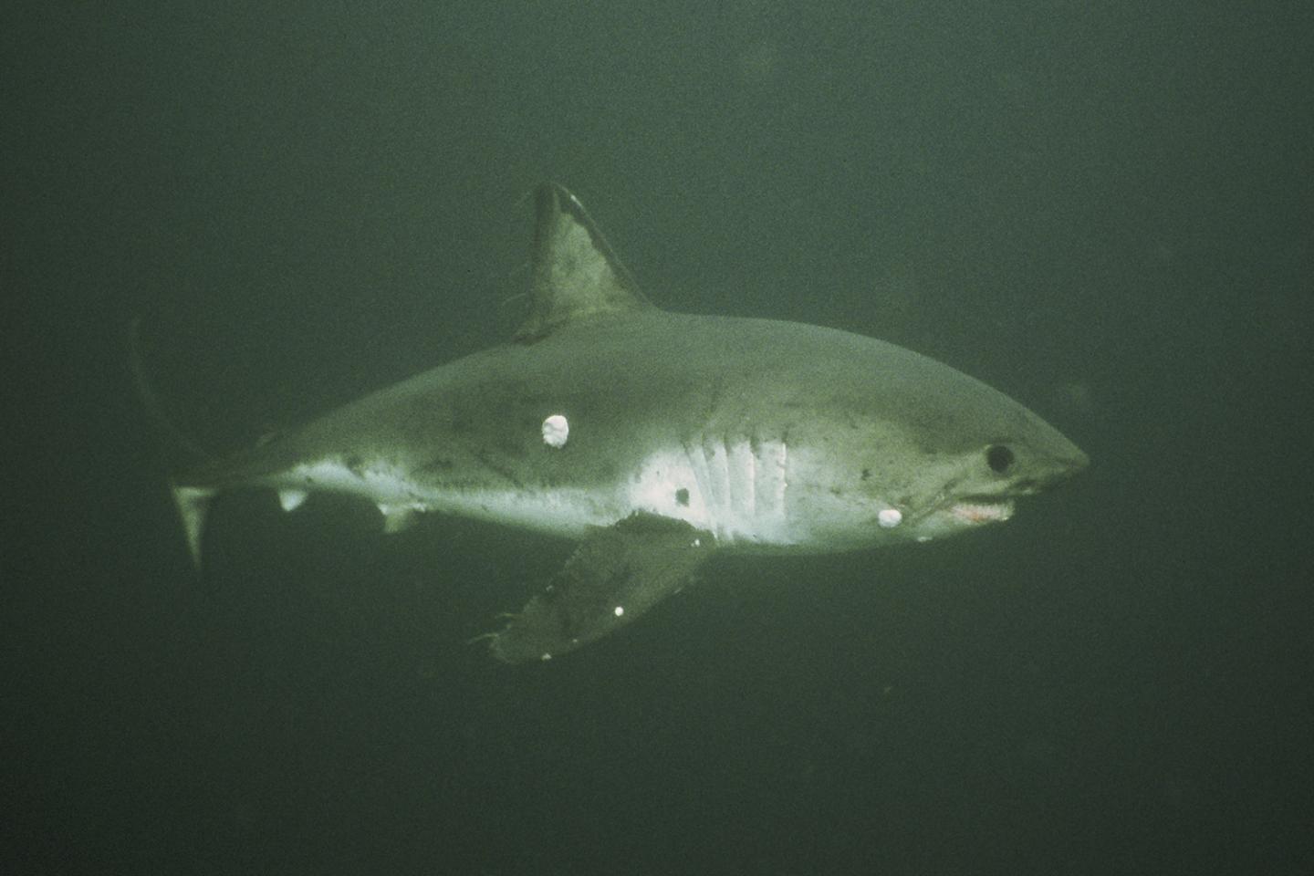 Salmon Shark