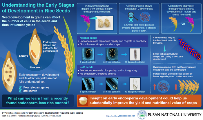 Early Development of Rice Seeds