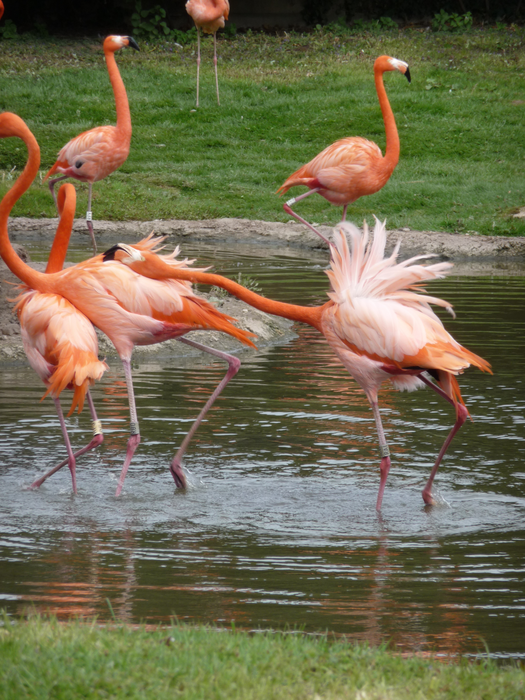 An aggressive Caribbean flamingo