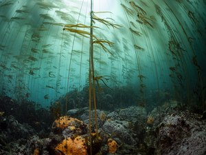 Bull kelp forest
