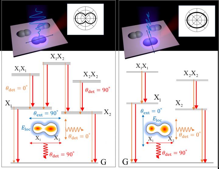 Optical shaping of the polarization anisotropy