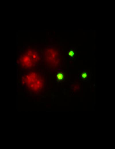 New Component in Chromosome-Protecting Enzyme (1 of 2)