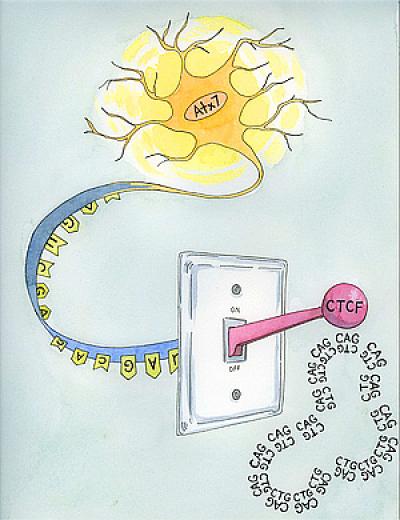 Neuron Diagram