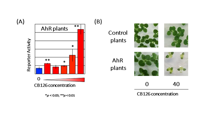 Figure 2. Detection of PCB (CB126) using transgenic plants with introduced AhR gene
